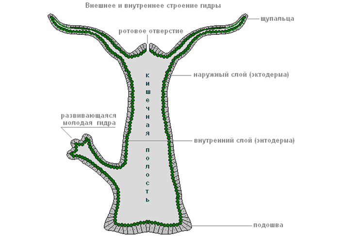 Гашиш бошки телеграмм